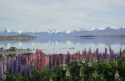 Lake Tekapo et retour à Christchurch