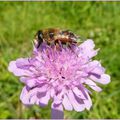 Fleurs des montagnes,Cantal,