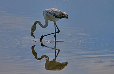 Flament rose du marais d'Orx