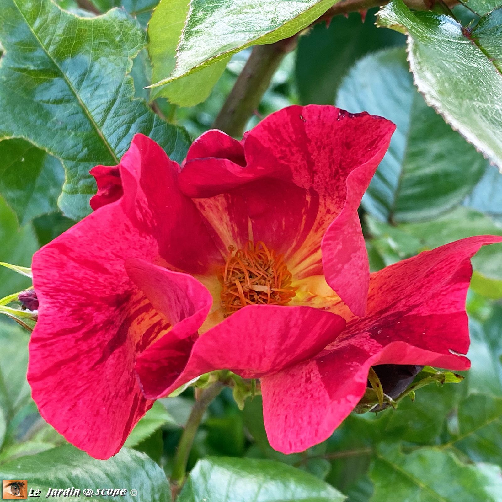 Rosier Red Cottage