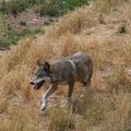 EUROPE - Les Loups en progression dans les Alpes