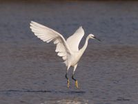 Aigrette garzette aux étangs