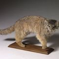Chat Manul, otocolobus manul