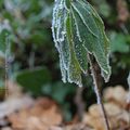 De givre habillé * Covered with frost #6