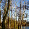 Les arbres qui saluent le soleil