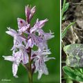 Orchis de Fuchs (Orchidacées)