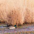 CANARD  COLVERT