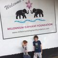 La fondation des éléphants 