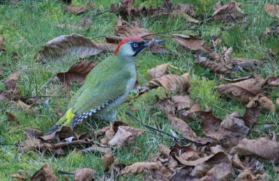 Pic-vert en quête de vers hier matin dans mon jardin