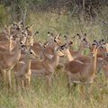 VOYAGE EN AFRIQUE DU SUD