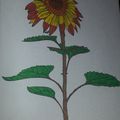 tournesol