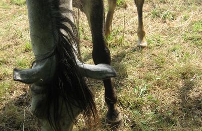 Cheval (Dordogne).