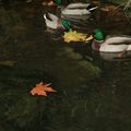 Mes beaux canards...