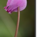 CYCLAMEN