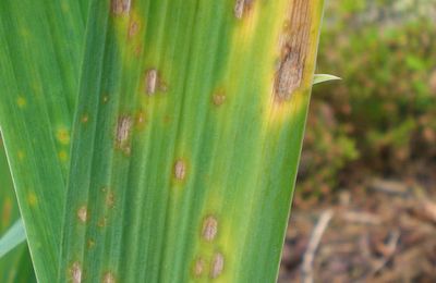 L' hétérosporiose affecte les iris de jardin