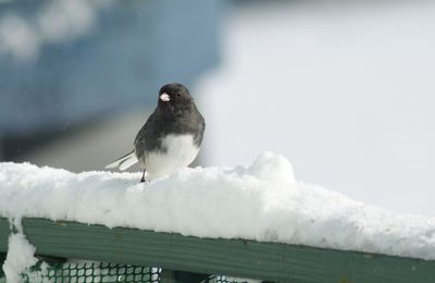 Photo d'un oiseaux