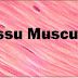 Définition de tissu musculaire