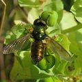  Chloromyia formosa (Stratiomyidae)