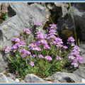 Myosotis Alpestres