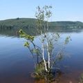 Balade dans l'île de Vassivière (Creuse) le 31 juillet 2024 (2)