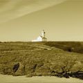 Autre vue phare des poulains