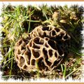 jeudi 9/03/11 MORILLES