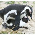 Les pingouins du Cap