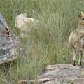 Antilopes des montagnes Oréotrague et Impala