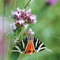 Ecaille chinée * Jersey tiger