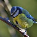 Oiseaux de nos jardins ....