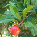 Le grenadier à fleurs parfaitement acclimaté en Corse