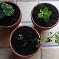Mes baby plantes 