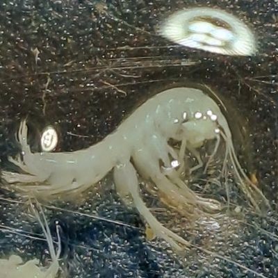 Lundi 8 décembre 2025 Spéléo CDS11, sortie entomologique et géologique ; Plateau de Lacamp — Talairan (11) —