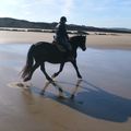 Trotting sur la plage de Wissant