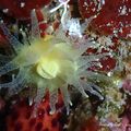 Corail solitaire jaune (Leptosammia pruvoti)