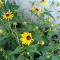  Un simple regard posé sur une fleur et voilà une journée remplie de bonheur.( Céline Blondeau ) 