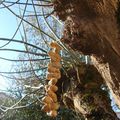 Guirlandes de cacahuètes pour les oiseaux.