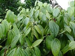 Piment de la Jamaïque ou arbre quatre épices