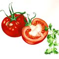 Etude Doc Tomates (peinture)