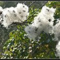 Des boules de duvet blanc