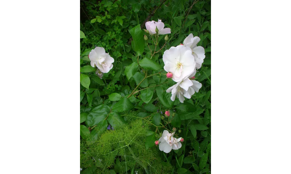 Une pluie de roses (suite et fin).