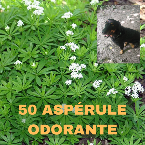aspérule odorante, gaillet odorant, 