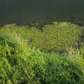 Végétation et bord de Loire