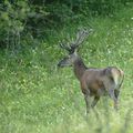 cerf du soir...tout en douceur..en velour