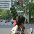00188-Shanghai Cactus