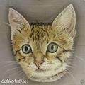 ♥ Chaton en portrait