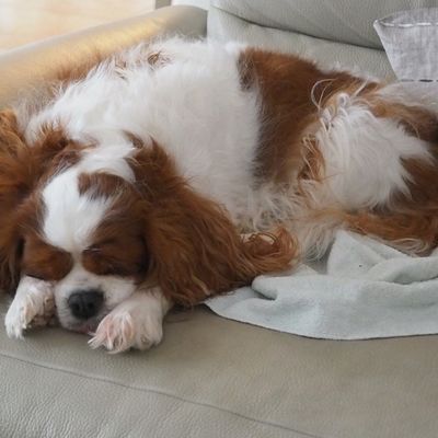 Le retour des Cavaliers King Charles de chez HEAD.... et ma mienne!!!