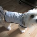 Couture canine ! manteau de pluie et manteau chaud.