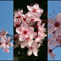 Rameaux de Prunus