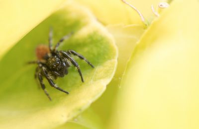 Dans la jungle du jardin ....